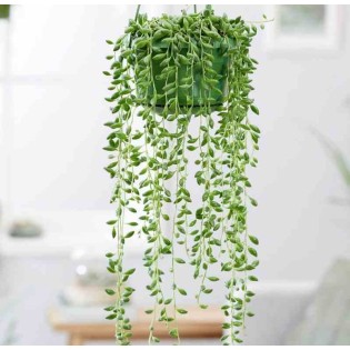 Senecio herreianus (Collier de perles)