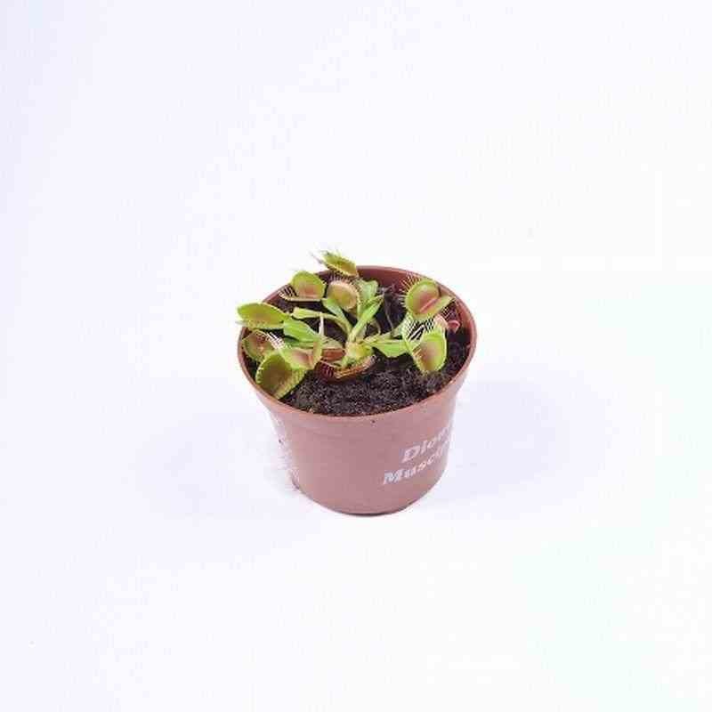Dionaea muscipula (Dionée, Attrape-mouches de Vénus)