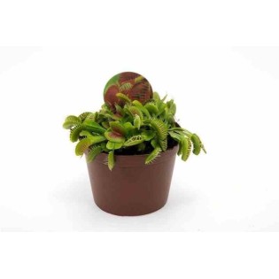 Plante Artificielle de Dionée 20 cm Attrape-mouche