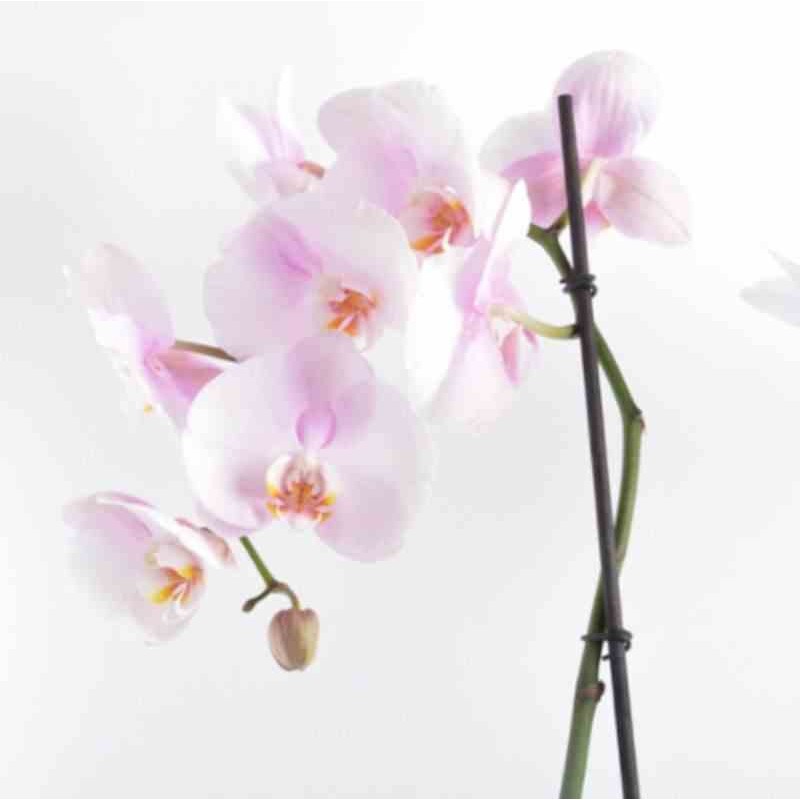 Phalaenopsis hybride rose clair (orchidée papillon)