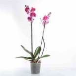 Phalaenopsis hybride rose (orchidée papillon)