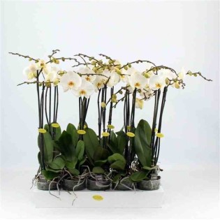 Phalaenopsis hybride blanche (orchidée papillon)