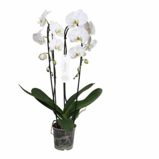 Phalaenopsis hybride Tsarine blanche (orchidée papillon)