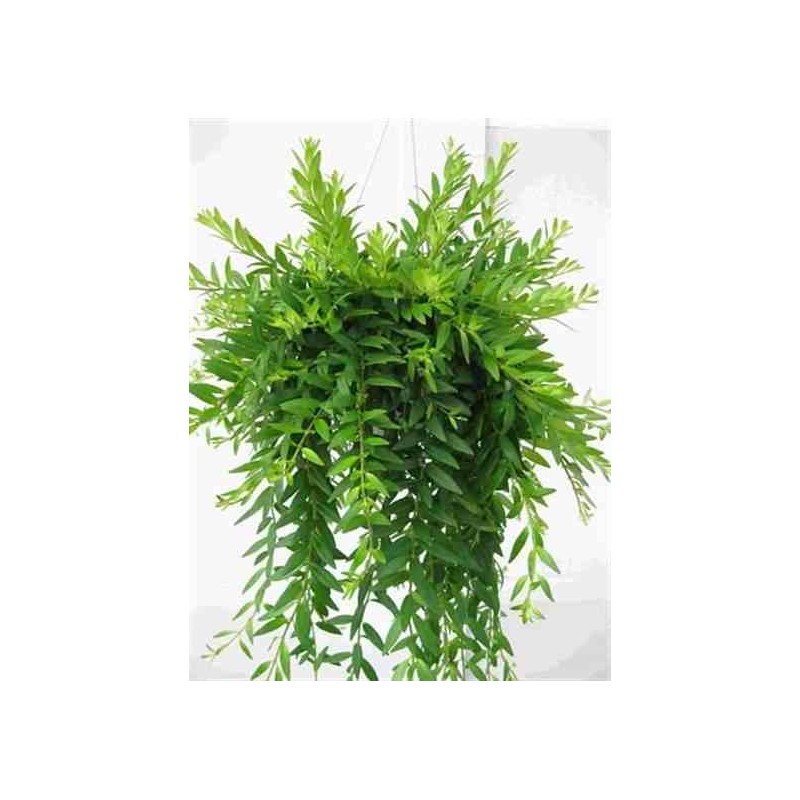 Aeschynanthus hybride "japhrolepis"