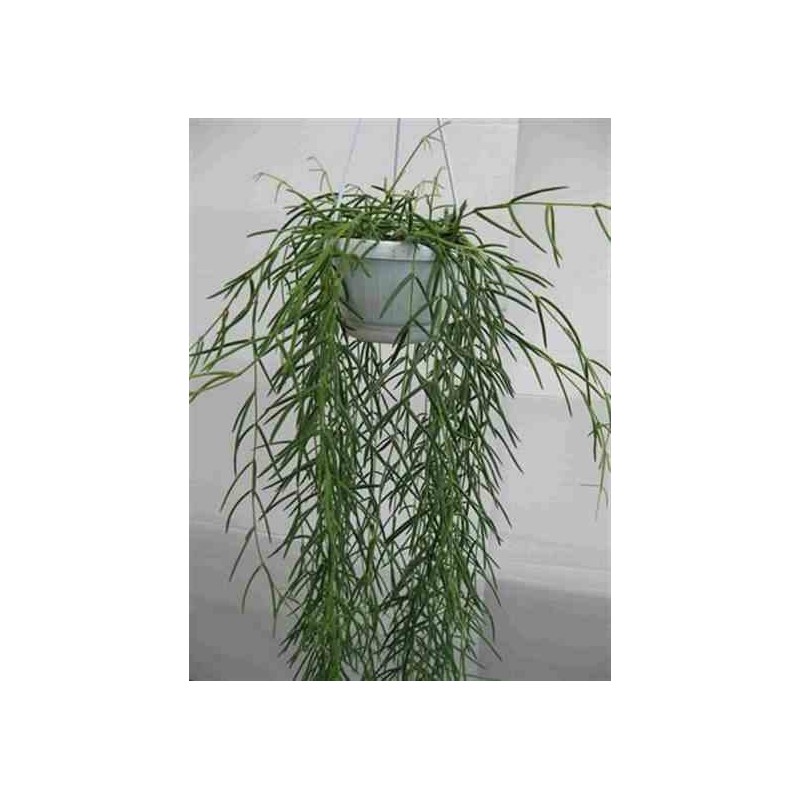 Hoya linearis (Fleur de porcelaine, fleur de cire)