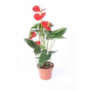 Anthurium andreanum rouge Maine (Rose Anthure Flamant, Langue de feu)