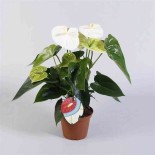 Anthurium andreanum blanc spirit (Anthure Flamant rose, Langue de feu)
