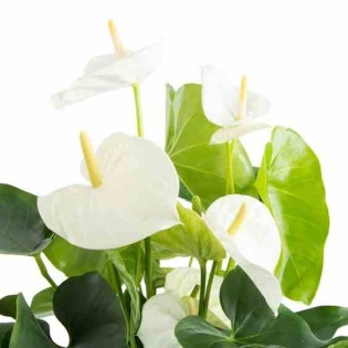 Anthurium andreanum Blanc samora (Anthure Flamant rose, Langue de feu)