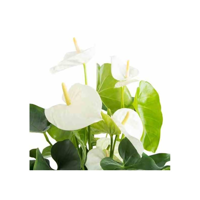Anthurium andreanum Blanc samora (Anthure Flamant rose, Langue de feu)