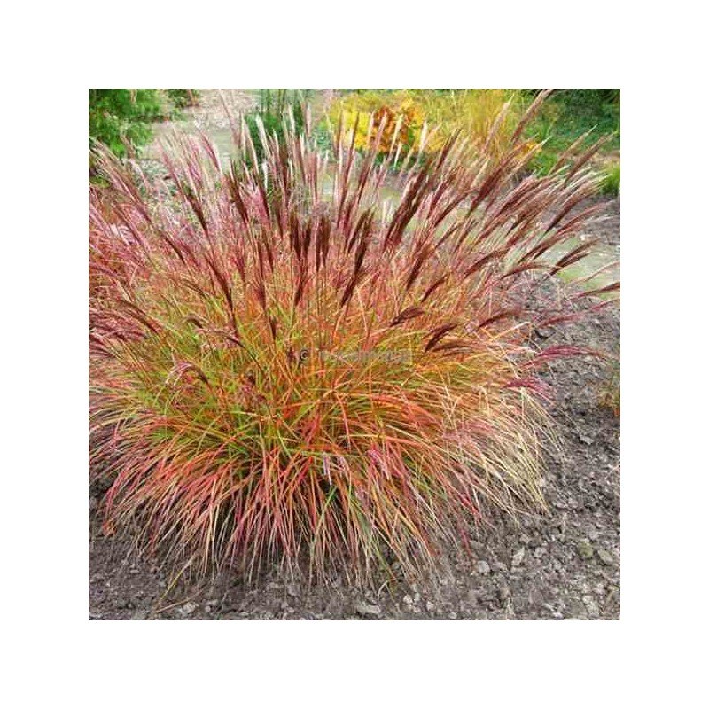 Miscanthus sinensis red chief (Roseau de chine, Eulalie)