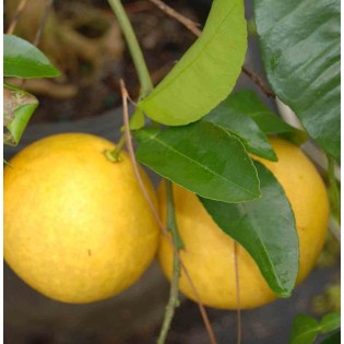 collection d'agrumes