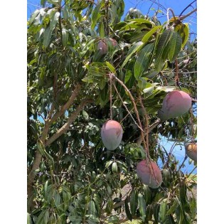 collection de manguiers délicieux