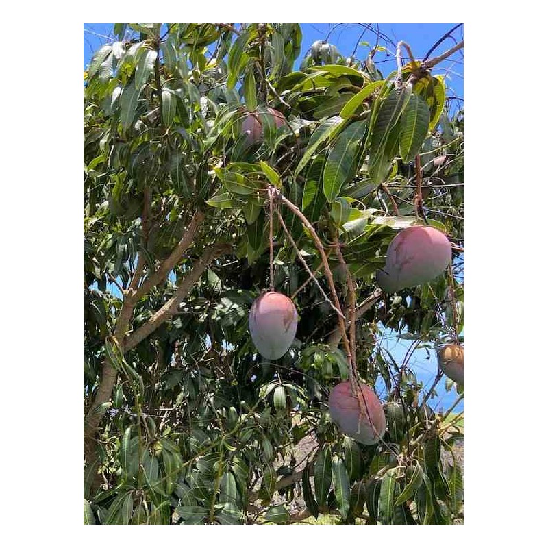 collection de manguiers délicieux