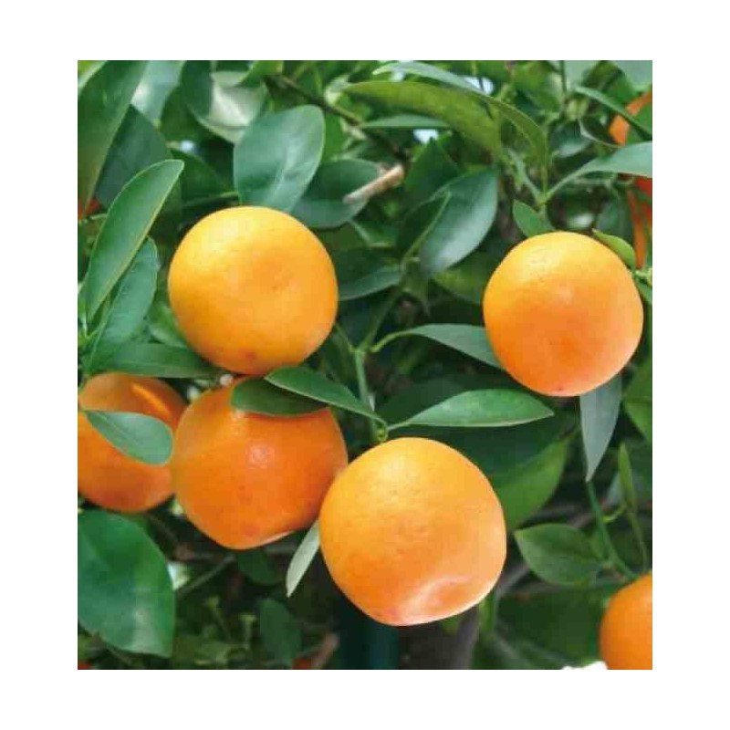 collection d'agrumes