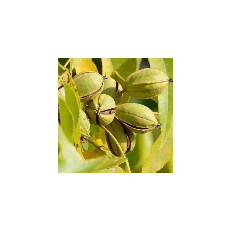 collection de 10 fruitiers exotiques rustiques pour votre jardin