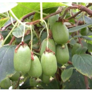 collection de 4 fruitiers exotiques rustiques pour votre jardin