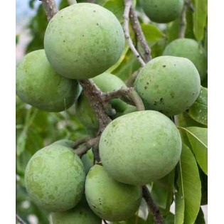 Création de votre jardin exotique : 10 plantes emblématiques