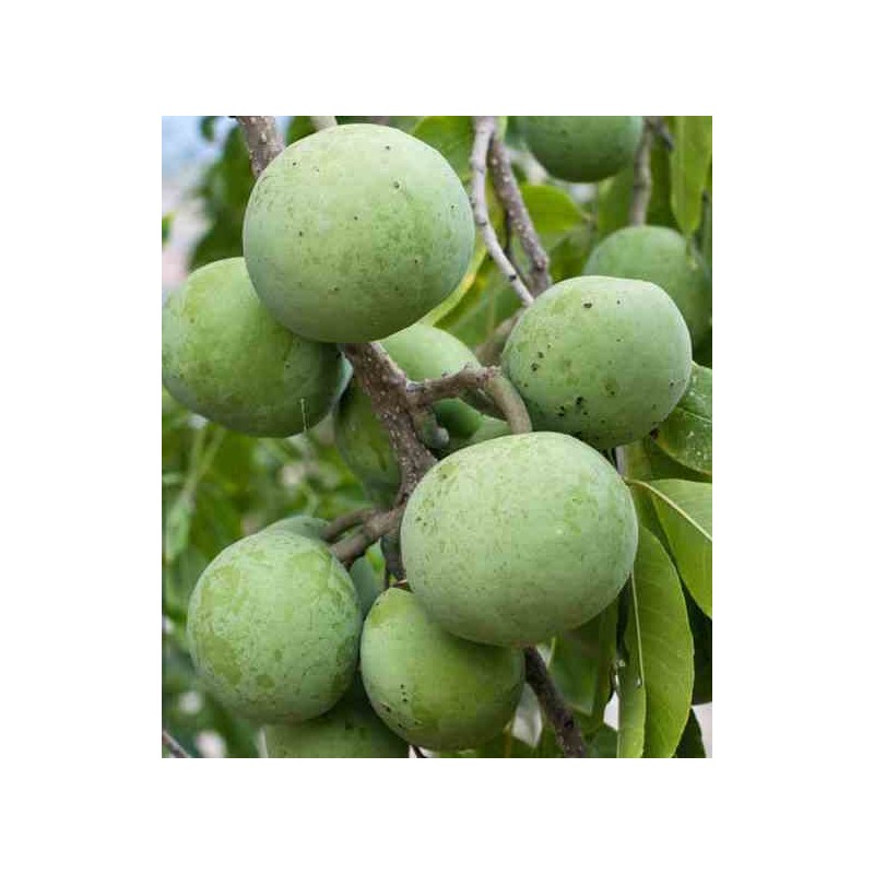 Création de votre jardin exotique : 10 plantes emblématiques