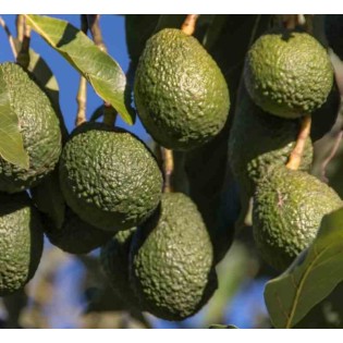 Création de votre jardin exotique : 10 plantes emblématiques