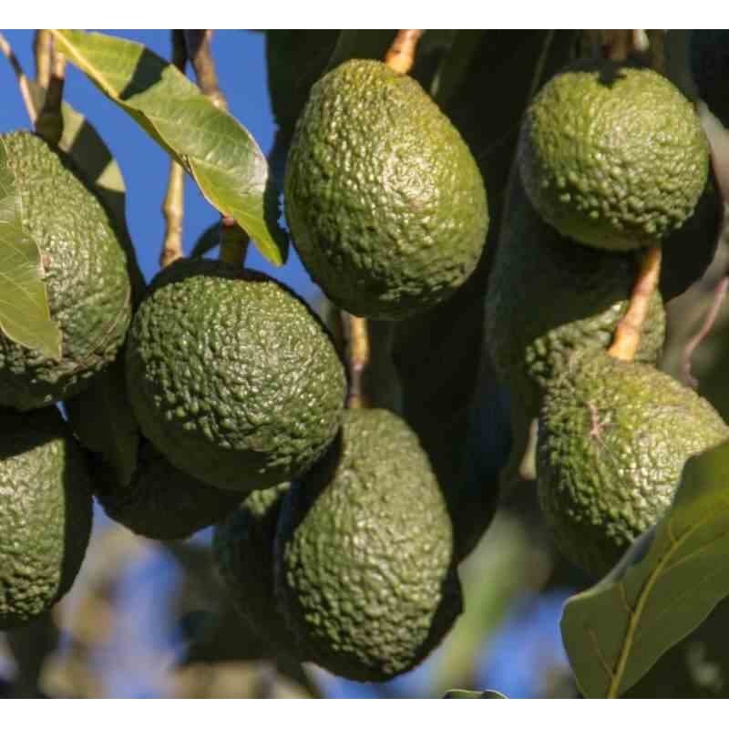 Création de votre jardin exotique : 10 plantes emblématiques