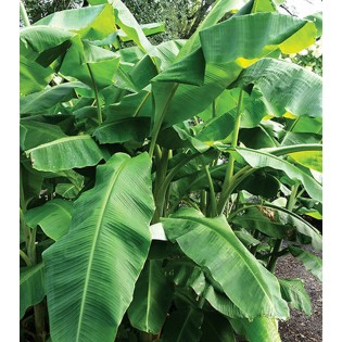 Collection de 6 bananiers rares