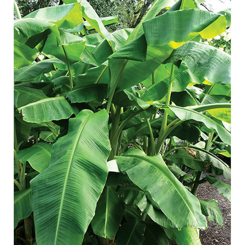 Collection de 6 bananiers rares