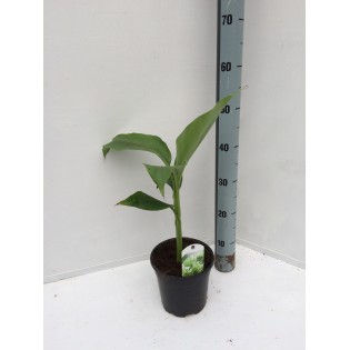 Collection de 6 bananiers rares