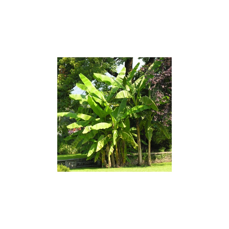 Collection de 6 bananiers rares