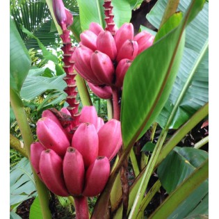 Collection de 6 bananiers rares