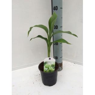 Collection de 3 bananiers rustiques