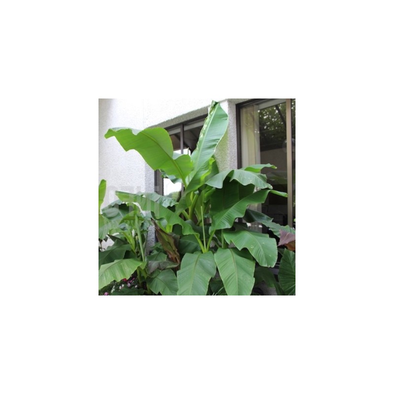 Collection de 3 bananiers rustiques