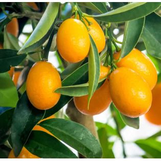 Citrus floridana limequat (Hybride entre citron vert et kumquat)