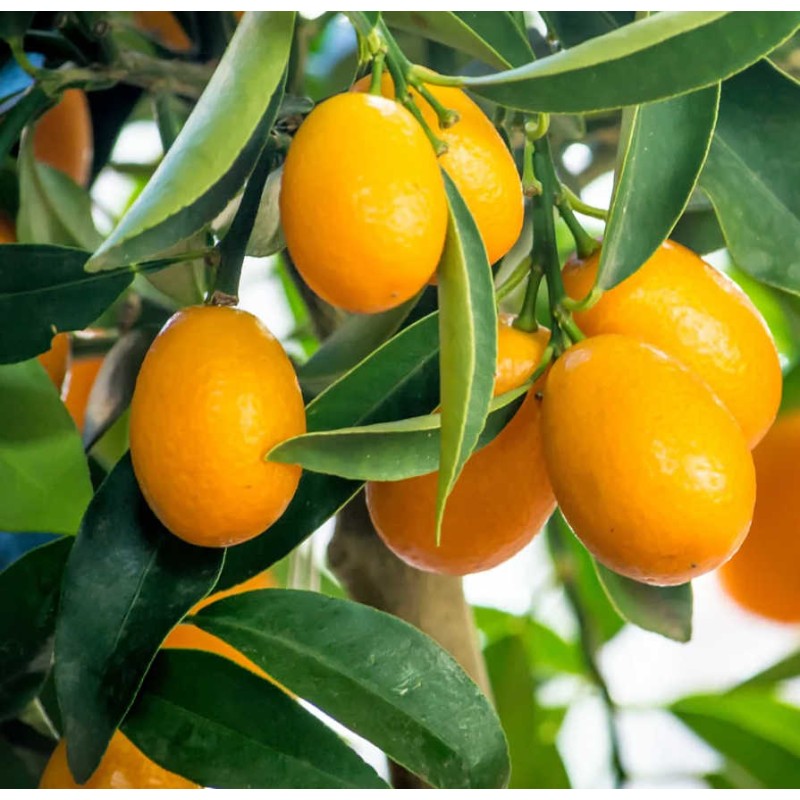 Citrus floridana limequat (Hybride entre citron vert et kumquat)