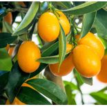 Citrus Kumquat grande (Fortunella margarita variété gros fruit gouteux)