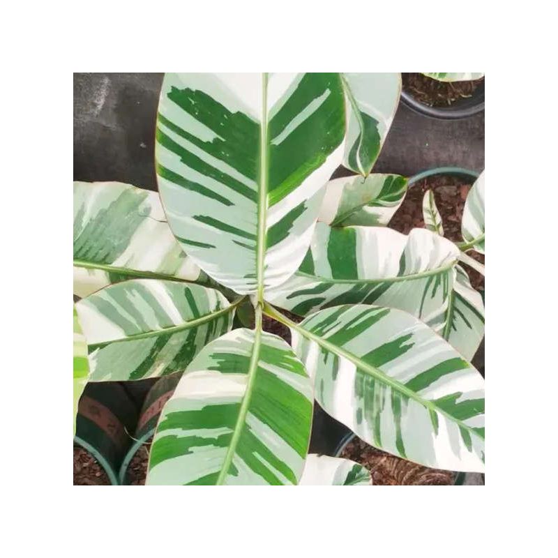 Bananier Musa Tanee variegata ( panaché blanc creme et vert)