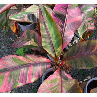 copy ofBananier Musa Tanee variegata ( panaché blanc creme et vert)
