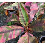 copy ofBananier Musa Tanee variegata ( panaché blanc creme et vert)