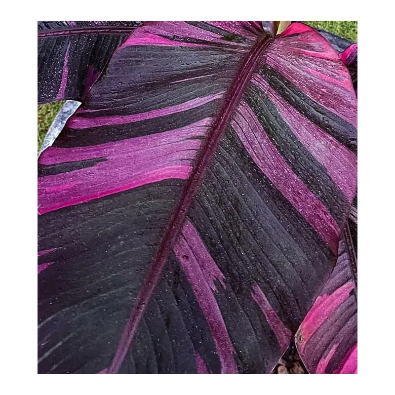 copy ofBananier Musa Tanee variegata ( panaché blanc creme et vert)