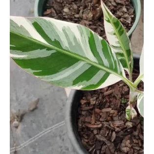 Bananier Musa florida bronana ( panaché vert et blanc)