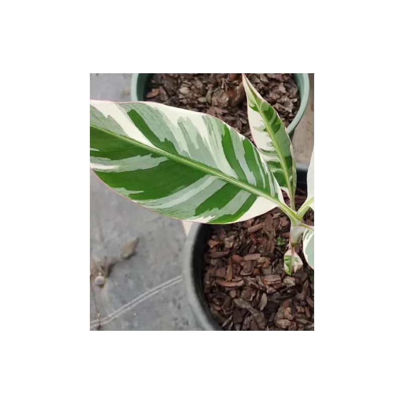 Bananier Musa florida bronana ( panaché vert et blanc)