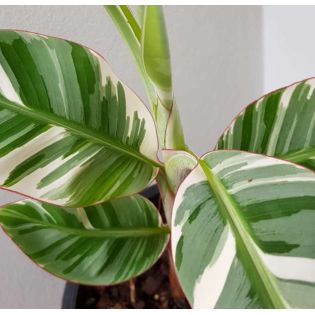 Bananier Musa florida bronana ( panaché vert et blanc)