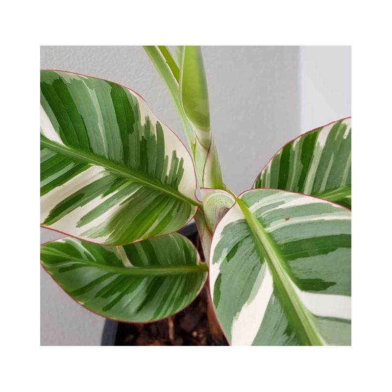 Bananier Musa florida bronana ( panaché vert et blanc) Bananier Musa florida bronana ( panaché vert et blanc)