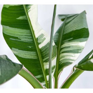Bananier Musa florida bronana ( panaché vert et blanc)