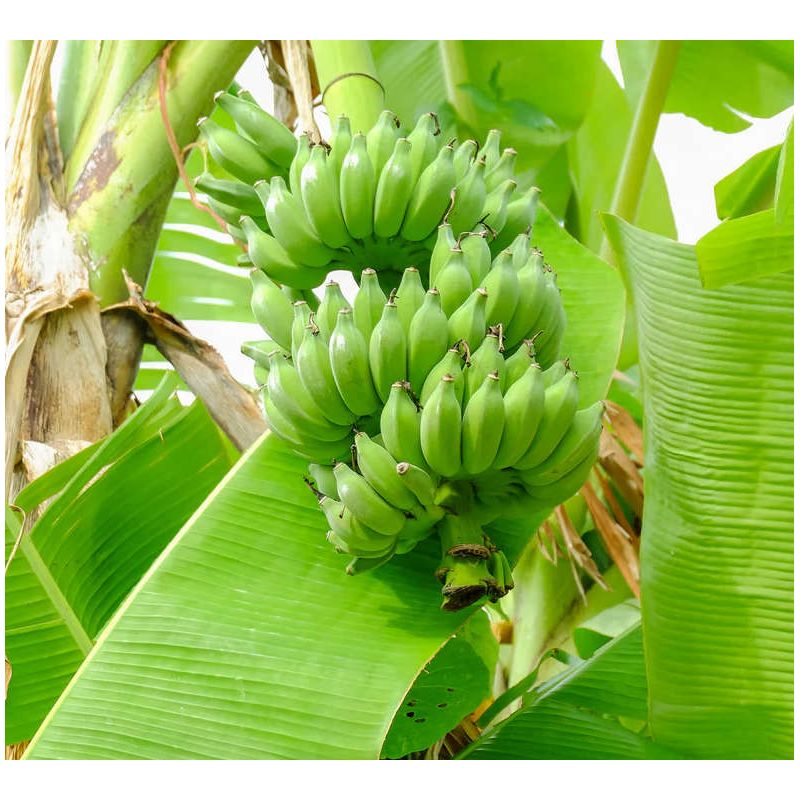 Bananier Musa Nam Wa Ice Cream ( Banane au goût de crème glacé / panaché vert et rouge) Bananier Musa Nam Wa Ice Cream ( Banane au goût de crème glacé / panaché vert et rouge)