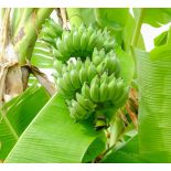 Bananier Musa Nam Wa Ice Cream ( Banane au goût de crème glacé / panaché vert et rouge)