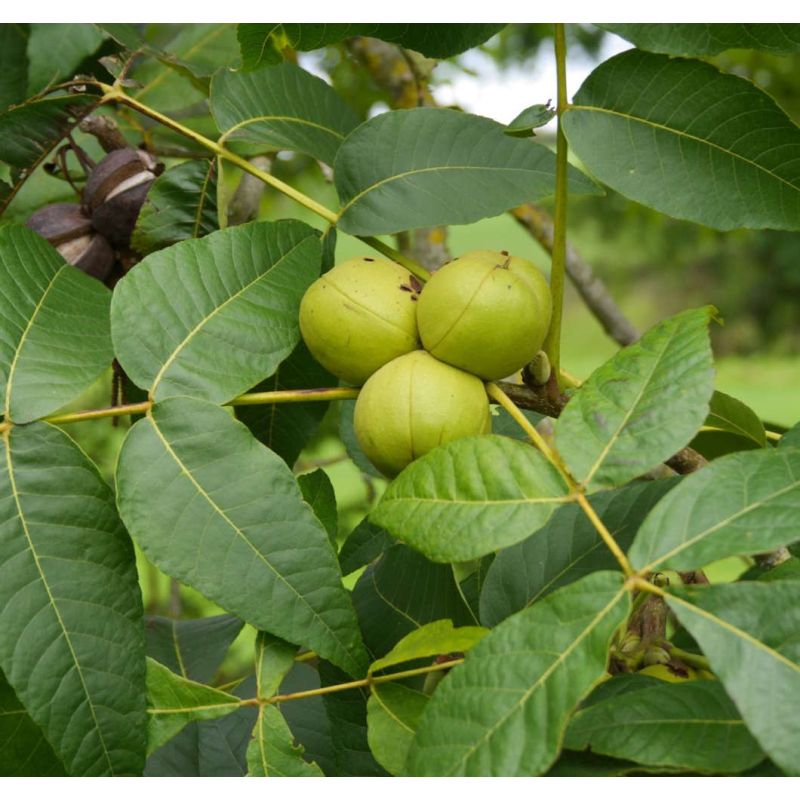 copy ofCarya illinoinensis (noix de Pecan, pacanier)