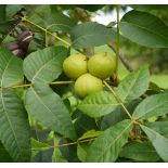 copy ofCarya illinoinensis (noix de Pecan, pacanier)