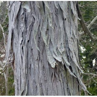 copy ofCarya illinoinensis (noix de Pecan, pacanier)