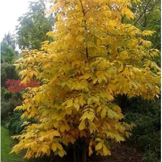 Carya Ovata (Caryer à noix douce, caryer blanc, noyer blanc)