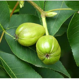 Carya Ovata (Caryer à noix douce, caryer blanc, noyer blanc)